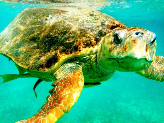 belize sea turtles